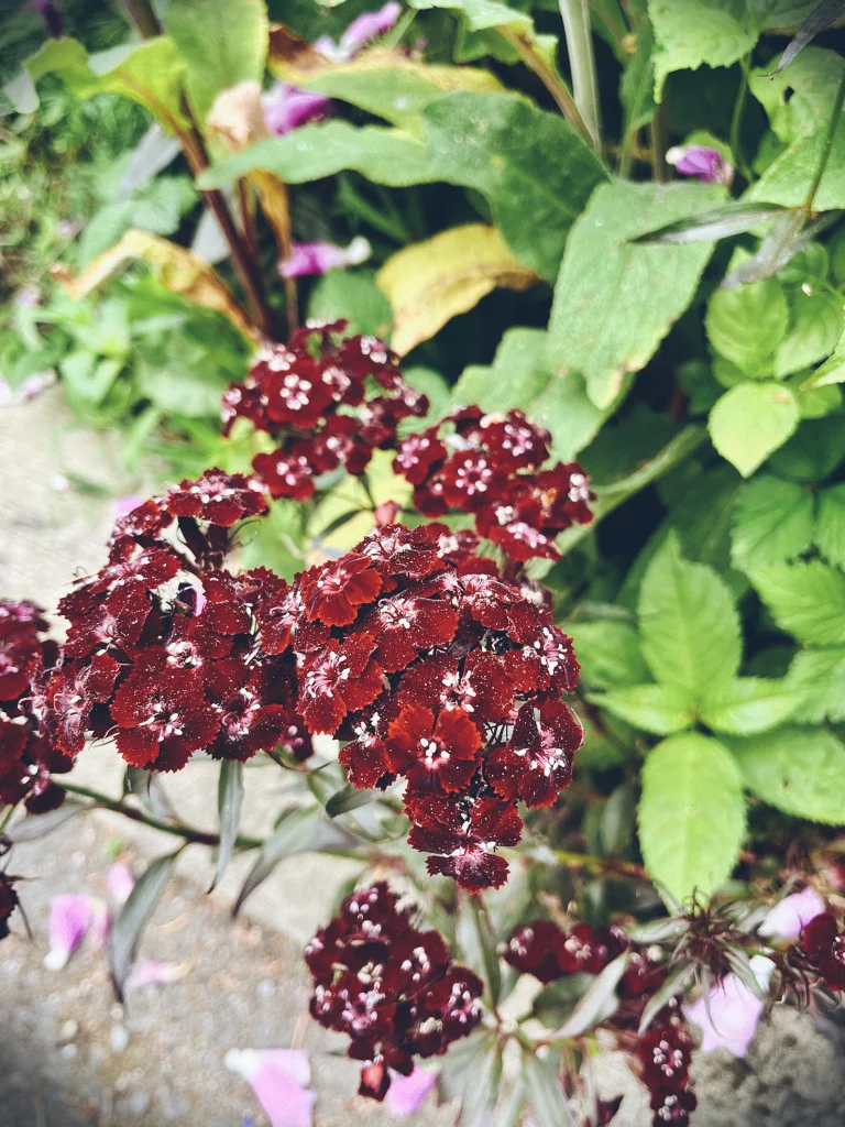 Sweet William (Dianthus barbatus)