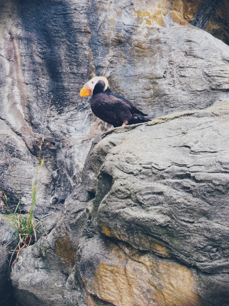 2026 - Tufted Puffin (Fratercula cirrhata)
