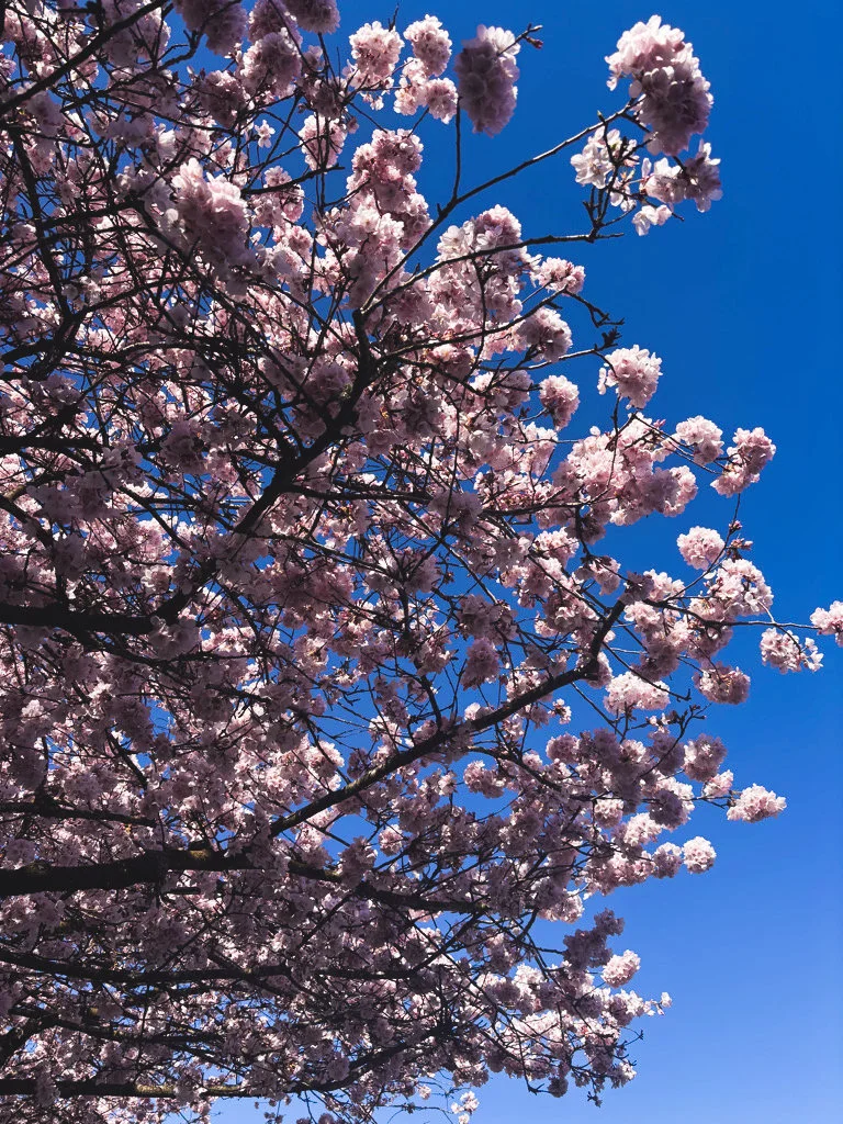 2026 - Waterfront Park Cherry Blossoms Portland, OR